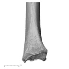 NH MER35 29 Gorilla gorilla ssp. radius left distal medial