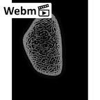 NH MER35 29 Gorilla gorilla ssp. radius left distal ct stack movie
