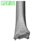 NH MER35 29 Gorilla gorilla ssp. radius left distal ply