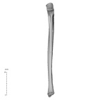 NH MER35 29 Gorilla gorilla ssp. ulna left anterior