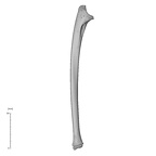 NH MER35 29 Gorilla gorilla ssp. ulna left medial