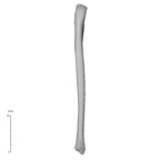 NH MER35 29 Gorilla gorilla ssp. ulna left posterior