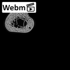 NH MER35 29 Gorilla gorilla ssp. ulna left ct stack movie