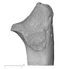 ulna left proximal