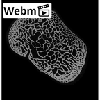 NH MER35 29 Gorilla gorilla ssp. ulna left proximal ct stack movie