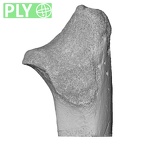 NH MER35 29 Gorilla gorilla ssp. ulna left proximal ply
