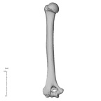 NH MER35 95 Gorilla gorilla gorilla humerus left anterior