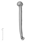 NH MER35 95 Gorilla gorilla gorilla humerus left medial