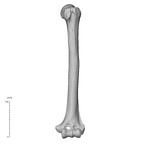 NH MER35 95 Gorilla gorilla gorilla humerus left posterior
