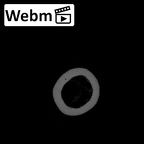 NH MER35 95 Gorilla gorilla gorilla humerus left ct stack movie