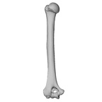 NH MER35 95 Gorilla gorilla gorilla humerus left ply