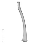NH MER35 95 Gorilla gorilla gorilla radius left anterior