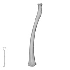 NH MER35 95 Gorilla gorilla gorilla radius left posterior