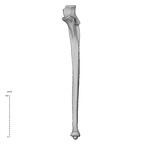 NH MER35 95 Gorilla gorilla gorilla ulna left anterior