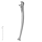 NH MER35 95 Gorilla gorilla gorilla ulna left lateral