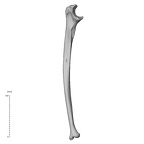 NH MER35 95 Gorilla gorilla gorilla ulna left medial