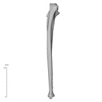 NH MER35 95 Gorilla gorilla gorilla ulna left posterior