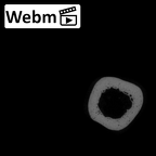 NH MER35 95 Gorilla gorilla gorilla ulna left ct stack movie