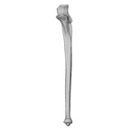 NH MER35 95 Gorilla gorilla gorilla ulna left ply