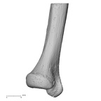NH MER35 95 Gorilla gorilla gorilla ulna left distal lateral