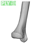 NH MER35 95 Gorilla gorilla gorilla ulna left distal ply