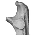 NH MER35 95 Gorilla gorilla gorilla ulna left proximal lateral