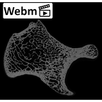 NH MER35 95 Gorilla gorilla gorilla ulna left proximal ct stack movie