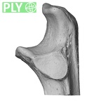 NH MER35 95 Gorilla gorilla gorilla ulna left proximal ply