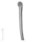 NH MER35 99 Gorilla gorilla gorilla humerus left medial