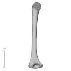 NH MER35 99 Gorilla gorilla gorilla humerus left posterior