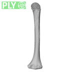 NH MER35 99 Gorilla gorilla gorilla humerus left ply
