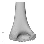 NH MER35 99 Gorilla gorilla gorilla humerus left distal posterior
