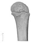 NH MER35 99 Gorilla gorilla gorilla humerus left proximal anterior