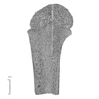 NH MER35 99 Gorilla gorilla gorilla humerus left proximal nail view