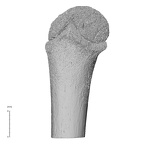 NH MER35 99 Gorilla gorilla gorilla humerus left proximal posterior