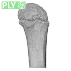 NH MER35 99 Gorilla gorilla gorilla humerus left proximal ply