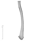 NH MER35 99 Gorilla gorilla gorilla radius left anterior
