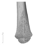 NH MER35 99 Gorilla gorilla gorilla radius left distal nail view
