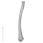 NH MER35 99 Gorilla gorilla gorilla radius left posterior
