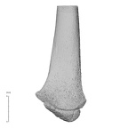 NH MER35 99 Gorilla gorilla gorilla radius left distal anterior