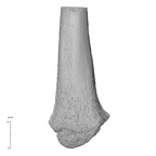 NH MER35 99 Gorilla gorilla gorilla radius left distal posterior