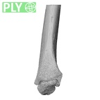 NH MER35 99 Gorilla gorilla gorilla radius left distal ply