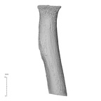 NH MER35 99 Gorilla gorilla gorilla radius left proximal anterior