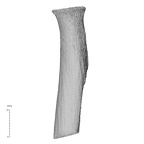 NH MER35 99 Gorilla gorilla gorilla radius left proximal posterior