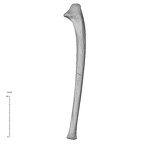 NH MER35 99 Gorilla gorilla gorilla ulna left lateral