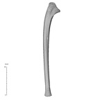 NH MER35 99 Gorilla gorilla gorilla ulna left medial