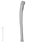 NH MER35 99 Gorilla gorilla gorilla ulna left posterior