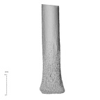 NH MER35 99 Gorilla gorilla gorilla ulna left distal posterior