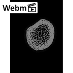 NH MER35 99 Gorilla gorilla gorilla ulna left distal ct stack movie