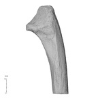 NH MER35 99 Gorilla gorilla gorilla ulna left proximal lateral